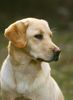 Labrador Retriever Foto: 4 1/2 Monate alte Hündin in einer Anfängergruppe auf dem Hundeplatz (ID 8187) Labrador Retriever Hund