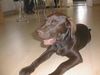 Labrador Retriever Hund