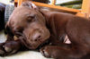 Labrador Retriever Foto: Welpenzeit (ID 32962) Labrador Retriever Hund