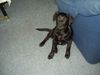 Labrador Retriever Hund