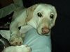 Labrador Retriever Foto: das Lischen (ID 20587) Labrador Retriever Hund