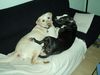 Labrador Retriever Foto: wenn man einmal das Sofer freigiebt (ID 20585) Labrador Retriever Hund