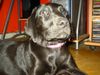 Labrador Retriever Foto: Casha of black horses (ID 23164) Labrador Retriever Hund