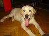 Labrador Retriever Foto: Bäääh, ich werde auch bald groß (ID 22255) Labrador Retriever Hund