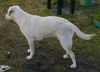 Labrador Retriever Hund