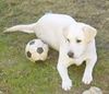 Labrador Retriever Hund