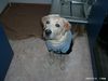 Labrador Retriever Foto: Angezogen bin ich schon (ID 9241) Labrador Retriever Hund