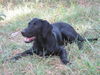 Labrador Retriever Foto: Pause... (ID 28700) Labrador Retriever Hund