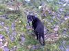 Labrador Retriever Foto: Timi 3Monate (ID 16715) Labrador Retriever Hund