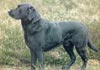 Labrador Retriever Hund