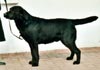 Labrador Retriever Hund