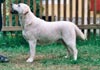 Labrador Retriever Hund