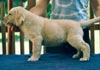 Labrador Retriever Hund