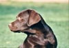 Labrador Retriever Hund