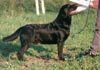 Labrador Retriever Hund