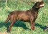Labrador Retriever Hund