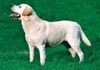 Labrador Retriever Hund