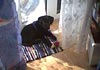 Labrador Retriever Hund