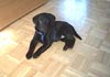 Labrador Retriever Hund