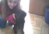 Labrador Retriever Hund
