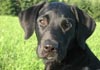 Labrador Retriever Hund