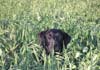 Labrador Retriever Hund
