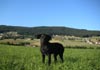 Labrador Retriever Hund