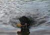 Labrador Retriever Hund