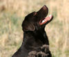 Labrador Retriever Foto: Der süsseste Labrador Deckrüde (ID 38628) Labrador Retriever Hund