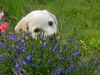 Labrador Retriever Foto: Lino, 4 Monate, bei der Gartenarbeit (ID 6533) Labrador Retriever Hund