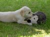 Labrador Retriever Foto: Lino mit seinem Lieblingsspielzeug (4 Monate) (ID 6534) Labrador Retriever Hund