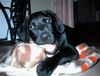 Labrador Retriever Foto: Mephisto mit ca.5 Monate (ID 5621) Labrador Retriever Hund