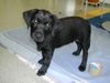 Labrador Retriever Foto: Kiron mit 8 Wochen (ID 7243) Labrador Retriever Hund