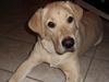 Labrador Retriever Hund