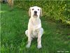 Labrador Retriever Foto: mein knutschi (ID 10865) Labrador Retriever Hund