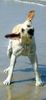 Labrador Retriever Foto: hab noch Wasser im Ohr... (ID 7925) Labrador Retriever Hund