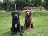 Labrador Retriever Foto: Toto & Harry im Einsatz (ID 27322) Labrador Retriever Hund