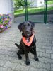Labrador Retriever Foto (ID 14301) Labrador Retriever Hund
