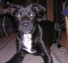 Labrador Retriever Foto: Diego, 7 Monate Labrador-Mix (ID 17638) Labrador Retriever Hund