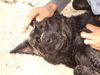 Labrador Retriever Foto: Rocko hat Urlaub und er liebt den Strand.. (ID 27320) Labrador Retriever Hund
