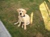 Labrador Retriever Foto: Boo, 4 Monate (ID 27086) Labrador Retriever Hund