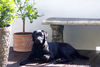 Labrador Retriever Foto: Fina (ID 42294) Labrador Retriever Hund