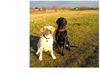 Labrador Retriever Foto: Beste Freundinnen... Boo & Sheela (ID 43652) Labrador Retriever Hund