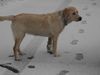 Labrador Retriever Hund