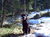 Labrador Retriever Foto: Mephisto mit ca. 1 Jahr (ID 10248) Labrador Retriever Hund