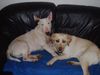 Labrador Retriever Foto: DREAMTEAM Piper&Nathan! (ID 4118) Labrador Retriever Hund