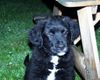 Labrador Retriever Hund