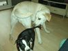 Labrador Retriever Foto: das erste kennenlernen (ID 20586) Labrador Retriever Hund