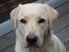 Labrador Retriever Foto: Emma jetzt 1 Jahr alt (ID 24207) Labrador Retriever Hund