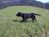 Labrador Retriever Foto: Mephisto beim Auslauf (ID 5830) Labrador Retriever Hund